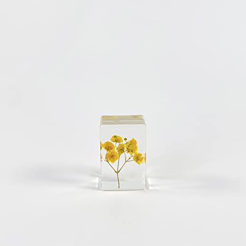 Ptgmh 6 Pcs Pressed Flowers Paperweights Real Dried Flowers Wheat Specimens Resin Paperweights Home & Office Desktop Decor Educational Kit (Colorful B) #TOP7