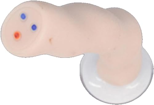 Modèle anatomique de cordon ombilical et placenta avec vaisseaux sanguins pour formation médicale