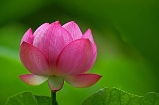 Image of Very Beautiful All Season Pink Water Lotus(Pack Of-1) /Water Kamal /Water Lily Plant (TUBER) Original Hybrid Veriety Blloming With In 30 Days For Outdoor & Indoor Live Plant.