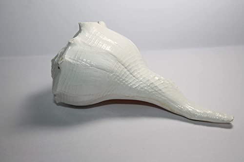 Indianstore4All Is4A Certified Large Seashells Dakshinavarti Non Blowble Shankh (Sea Conch Shell) 3"-3.3" Inch Approx #TOP2