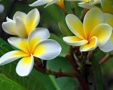 Image of Frangipani Plumeria Rubra Live Flower Plant ? Hybrid Champa Golachin Deva Ganneru with Pot | Beautiful Fragrant Bloom | 0.5?1.5ft Height | Outdoor & Garden Flower Plant ? Pack of 1