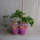 Amazon Co Jp 虫除け 多年草 ハーブゼラニウム 蚊逃草 2株セット ハーブ Diy 工具 ガーデン