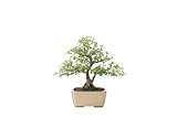 Col·lecció i Estil: Bonsai Arbre de les Mil Estrelles Serissa – DECOALIVE | Planta Natural Viva amb Fulla Petita, Floració Blanca i Presència Premium en Interior