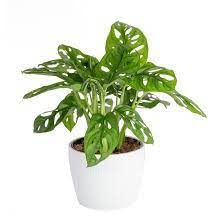 CosaCentrum Monstera Deliciosa Natural Live Indoor Plant with Pot (B0BSV6KGTL) Amazon Price History, Amazon Price Tracker