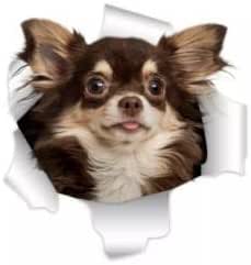 Riesiger XXXL Autoaufkleber Sticker Niedlicher Chihuahua Aufkleber