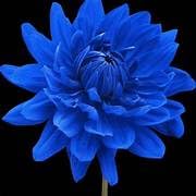 Image of BIGREEN Blue Fireball Dahlia Flower Plant | Live Outdoor & Indoor Flowering Plant for Home Garden, Balcony & Terrace Decoration | Seasonal Live Plant