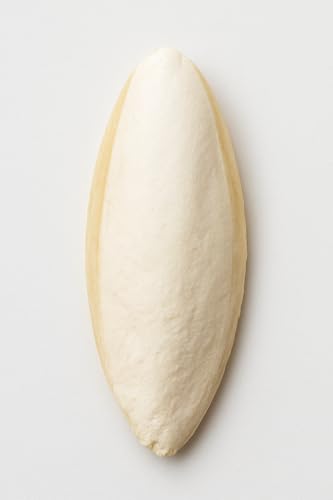 Tropic Shop, Sepia-Schalen-Pack, 6-12 Stück 100% Reine Sepiaschale, Gesundheitsfördernde Mineralien, Kalziumversorgung, Premium Pflege & Aufbau für Reptilien und Vögel