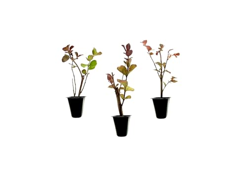 Crape Myrtle Dynamite Red | 3 Live Plants | Vivid Red Blooms & Hardy Growth, Live Plant, Ornamental Shrub for Striking Garden Display