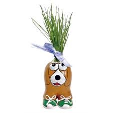 Munakuppi Gras Friseur Braun Hund