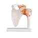 Teaching Model Tools,Functional Human Joint Model Knee Shoulder Elbow Hand Foot Hip Model Bendable Cruciate Ligament Meniscus PVC Flexible Movable Bone with Ligament Teaching