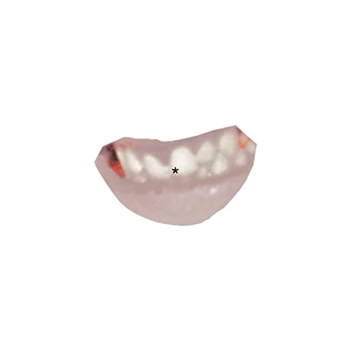 NIKON (DEMO) [Explicit]