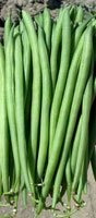 Kings Seeds - Dwarf French Bean, Faraday
