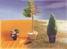 PLANT ENHANCER BIOPLEX CONCENTRATE 1 GAL
