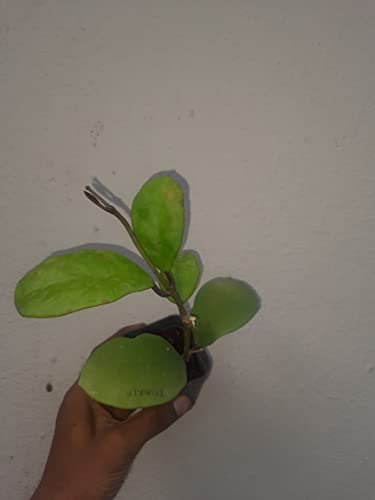 Image of Hoya Wax Plant Live Combo (4 Assorted Mystery Varieties) Rooted Indoor Hanging Vine Rare Collector Porcelain Flower Plant by Green Earth