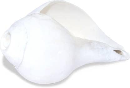Pooja Shankh Laud Puja Chank Pooja Shank decorativo Shankh blanco 6 pulgadas de tamaño RI0912210001 0