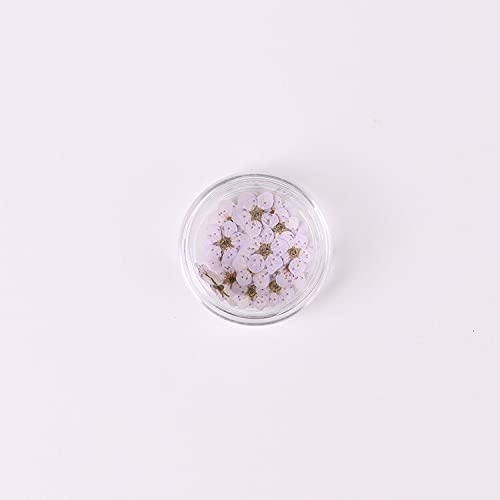 100 piezas de flores secas de narciso prensadas con caja miniatura 1