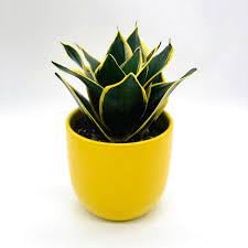 Office table plants live plants,Sansevieria Golden hahnii, Mini Snake plant,Air purifier plant, Live Plant (Pack of 1)-picture-25