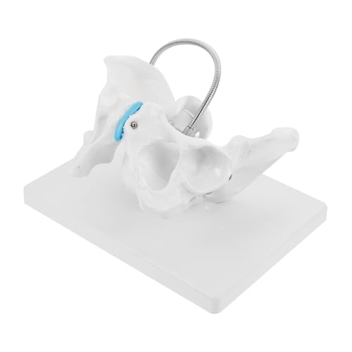 SOLUSTRE Midwifery Training Model Maternal Midwifery Teach Model Realistic Obstetric Simulation for Clinic