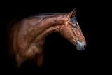 adrium