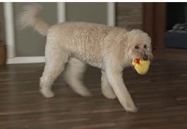 Juguete interactivo para perros con movimiento y sonido miniatura 2