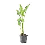 plante arum entretien PARFUMÉE : Cette plante de bassin a un parfum doux et agréable, ce qui en fait un excellent ajout à votre bassin !