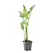 Produktbild Bloomique - Zantedeschia Aethiopica - Afrikanische Calla - Teichpflanzen Winterhart - Wasserpflanzen - Zone 1-2 - Höhe 10-20 cm - Topf 9 cm