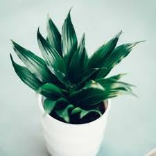 See full amazon price history chart for Pedpoudhe Dracena Fragrance Compacta Rare Live Plant Pedpoudhe Dracena Fragrance Compacta Rare Live Plant (B0CKHXV8YC) Amazon Price History, Amazon Price Tracker