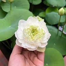 Image of ZXXYANBI All Time Beautiful Big Hybrid (Snow White) Lotus Tuber, Root Flower Plant, Tree Granted Blooming 30 Days, Mild, sweet fragrance Flower, 1 Healthy Fresh Tuber For Home Garden