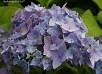 (1 Gallon) David Ramsey Hydrangea or Big Leaf Hydrangea Produces Pink or Blue mop Head Blooms June to October