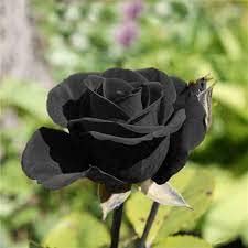 Hybrid black rose plant (1 live plant) (B0BZ9JSXC3) Amazon Price History, Amazon Price Tracker