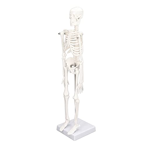 Mini Modello Scheletro Umano 45cm con Braccia Mobili