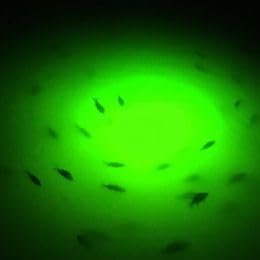 Salt Water Approved! Brilliant Green 14000 Lumen Underwater Lighting Kit - Includes Lamp, 50' Cord, Power Control Box, & Mounting Hardware