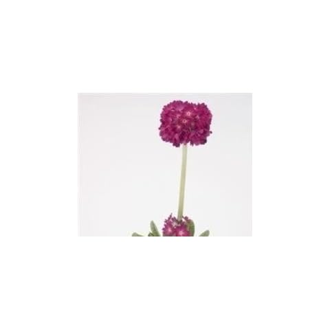 Just Seed Primula denticulata Ruby Flower Seeds Cover