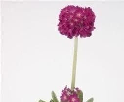 Just SeedFlower - Primula denticulata Ruby - 100 Seed