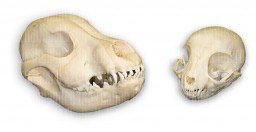 Puppy & Kitten Skull Set (Natural Bone Quality A)