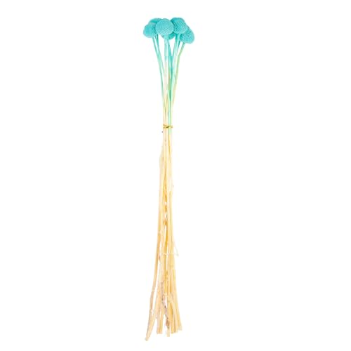 Ramo de flores secas naturales Craspedia 10 tallos azules miniatura 1