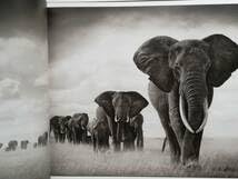 Amazon.co.jp: Nick Brandt A Shadow Falls ニック・ブラント : ホーム