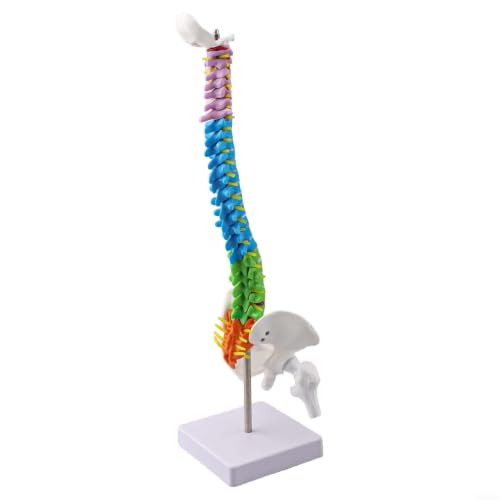 Columna vertebral humana de PVC flexible de 45 cm con marcación de sacro y lumbar para aulas