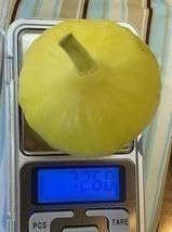 イチジク苗木 Golden Riverside（UCR） 8-52 果樹 marudoraJin