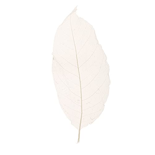 Fityle 100 peças de folhas de esqueleto de magnólia secas para artesanato de scrapbook, fabricação d