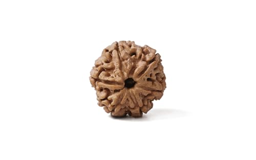 Image of GEMSMANTRA 6 Mukhi Rudraksha Without Silver Pendant Original Nepali, Regular Size, Natural and Lab Certified, Helps to Improve Wisdom, Knowledge, Helps in Balance Emotional Stability for Men & Women