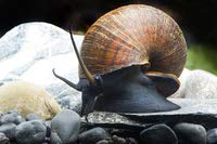 Zierfischtreff.de Pila ampullacea - asiatische Apfelschnecke - Fast so groß wie EIN Tennisball Cover