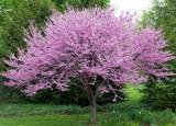 20 Redbud Tree Cercis Canadensis Seeds