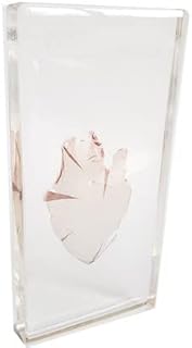 ZMX Red Algae Plant Specimens Resin Crafts - Educational Model Real Plant Embedded Specimen - Science Educational Red Algae Specimens Model - for Science Educational