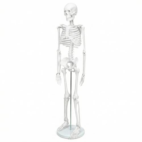 QWORK® Modelo de esqueleto, 85 cm, esqueleto humano modelo anatómico, flexível, para ferramenta de visualização de ensino médico