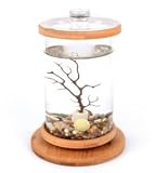 Öko-Aquarium Mini-Aquarium 1,17L LED Dekoration für Schreibtisch Wohnzimmer