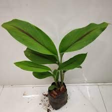 UJJAISEEDS Rare Black Turmeric Curcuma casil Medicinal Healthy Live Plant (B08Y5LTH3D) Amazon Price History, Amazon Price Tracker