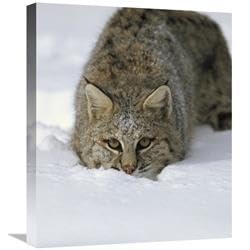 22 in. Bobcat Crouching in Snow, Colorado Art Print - Konrad Wothe