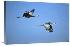 20 x 30 in. Sandhill Crane Pair Flying, Bosque Del Apache NWR, New Mexico Art Print - Tom Vezo