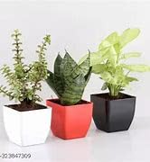 Greenursery Live Combo 3 Pcs Jade plant & Snake plant & Spider Plant | Snake & Jade & Spider Plant Indoor live Plant | Snake & Jade & Spider Plant With Black Pot | Indoor & Out Door Plants (B0D3BCGZCP) Amazon Price History, Amazon Price Tracker